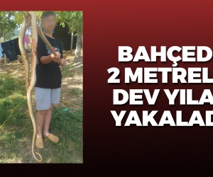 2 metrelik dev yılan korkuttu