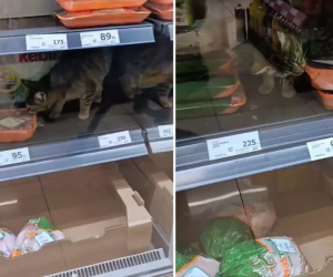 Kedi et reyonuna girdi!
