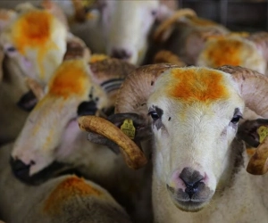 Kurban Bayramı Tatili 9 Gün Olacak mı? Bakan Ersoy'dan Açıklama Geldi