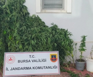 İnegöl'de bahçesini uyuşturucu yuvasına dönüştüren şahıs yakalandı!