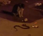 İnegöl'ün merkezinde kedi ve yılan karşılaşması!