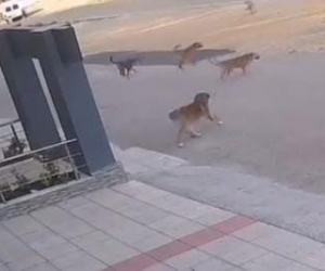 Başıboş köpekler korku saçtı!