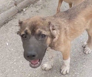 Köpeğe işkence eden adama ibretlik ceza!