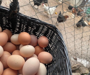 Yumurta bolluğu var ama fiyatlar yükselişte