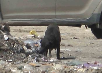 Yangında duygulandıran detay: Anne köpek dumanların içinde yavrularını aradı