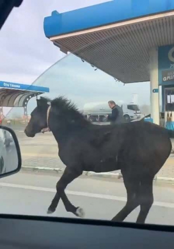 Başıboş tay adeta araçlarla yarıştı