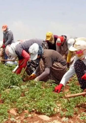 Mevsimlik Tarım İşçileri Hakkında Yeni Düzenlemeler Resmi Gazete'de Yayımlandı!