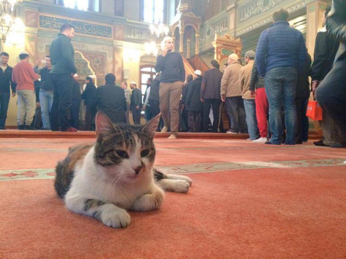 Islam Da Kedinin Yeri Haberler Fotogaleri