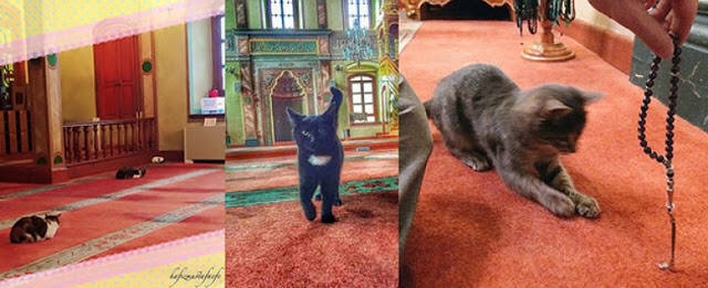 islam da kedinin yeri haberler fotogaleri