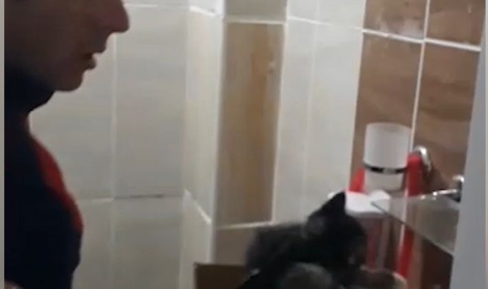 Mahsur kalan yavru kediler kurtarıldı / Asayiş haberleri