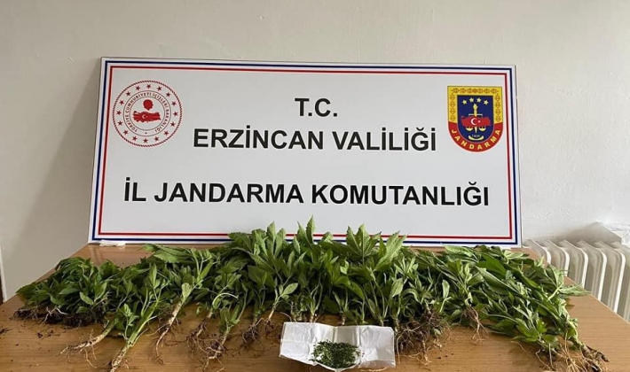 Erzincan’da uyuşturucu operasyonunda esrar ve kenevir ele geçirildi