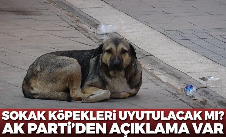 Sokak köpekleri uyutulacak mı? AK Parti'den açıklama var