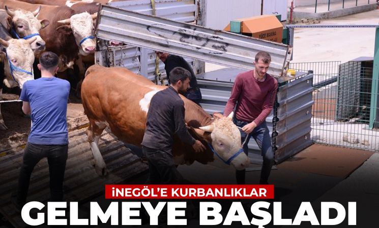 İnegöl'e Kurbanlıklar Gelmeye Başladı!