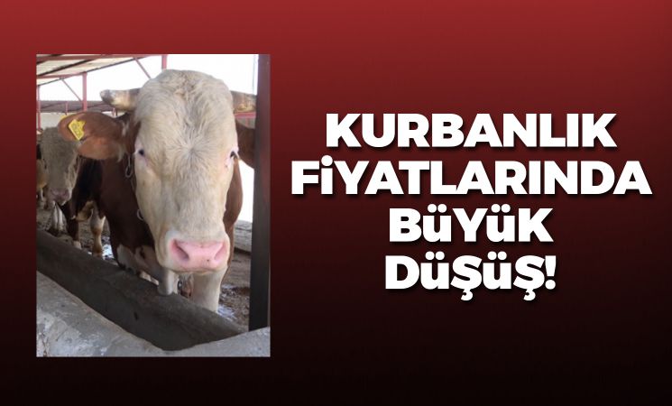 Kurbanlık fiyatlarında büyük düşüş! 