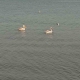 Pelikanlar İznik Gölü’nü süsledi