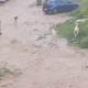 Başıboş köpek sürücü çocuğu kovaladı: O anlar kamerada