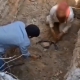 Bursa’da ölen köpekleri mezardan çıkarmaya çalıştılar