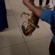 Gemlik Körfezi’nde dev istakoz yakalandı