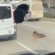 Köpeğin keyfi trafiğe kilitledi