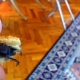 Ekmeğin içinden çıkan şey mide bulandırdı!