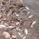 İnegöl'de ölen binlerce balık karaya vurdu!
