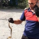 İnegöl'de yılan görülme vakaları neden arttı?