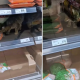 Kedi et reyonuna girdi!