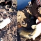 İnegöl'de yakalanan balık görenleri şaşırttı!
