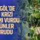 İnegöl'de ki su krizi tarımı vurdu! Ürünlerimiz kurudu