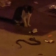 İnegöl'ün merkezinde kedi ve yılan karşılaşması!