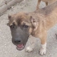 Köpeğe işkence eden adama ibretlik ceza!